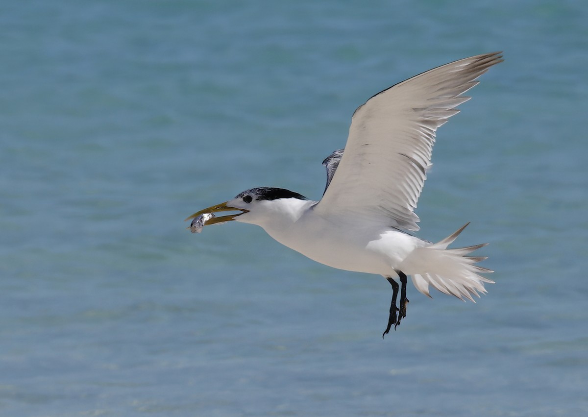 Great Crested Tern - ML595039631