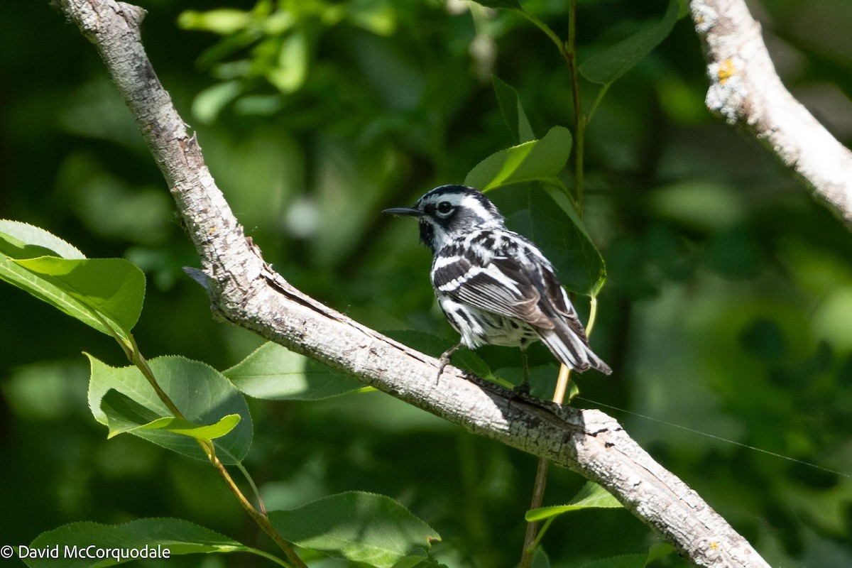 Black-and-white Warbler - ML595046481