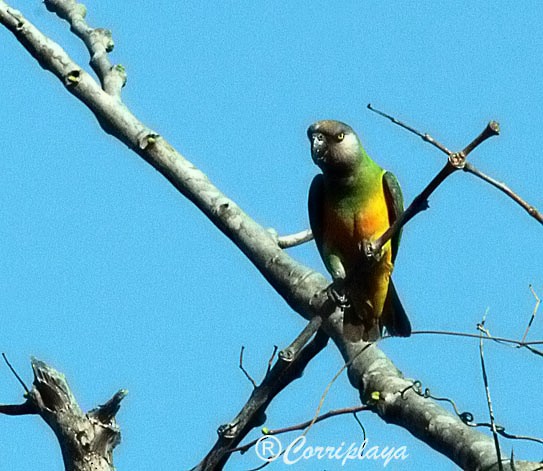 Senegal Parrot - ML595046941