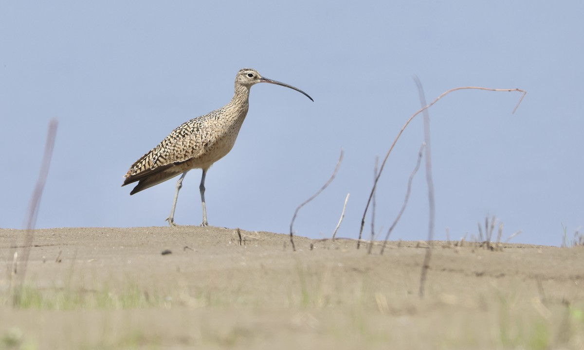 Long-billed Curlew - ML595047371