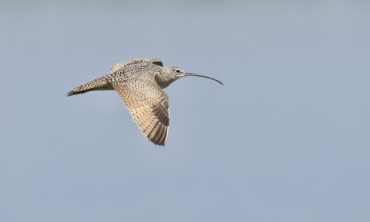 Long-billed Curlew - ML595047391