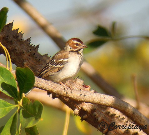 Chestnut-crowned Sparrow-Weaver - ML595047571