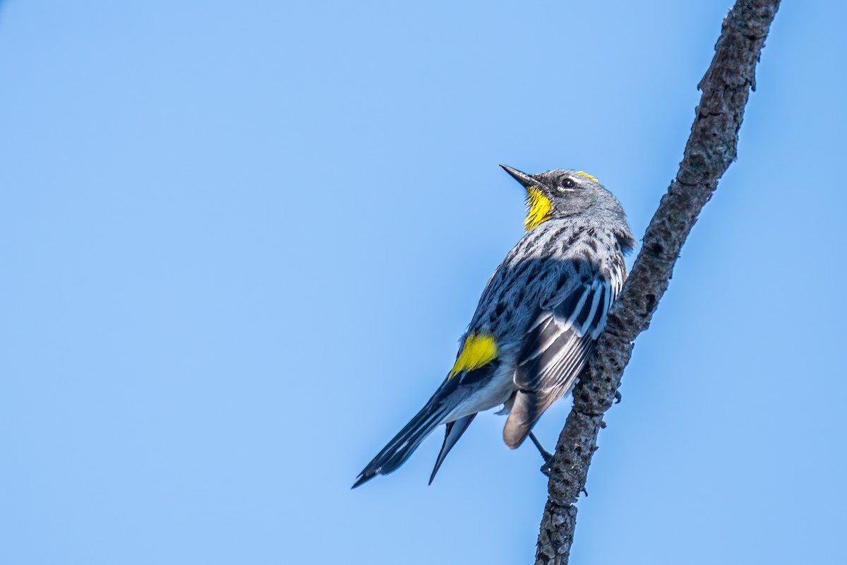 Yellow-rumped Warbler (Audubon's) - ML595048741