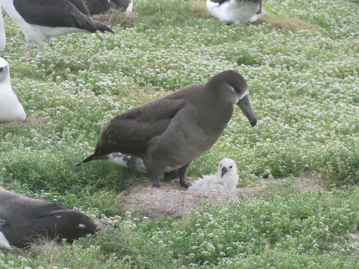 albatros černonohý - ML595049831