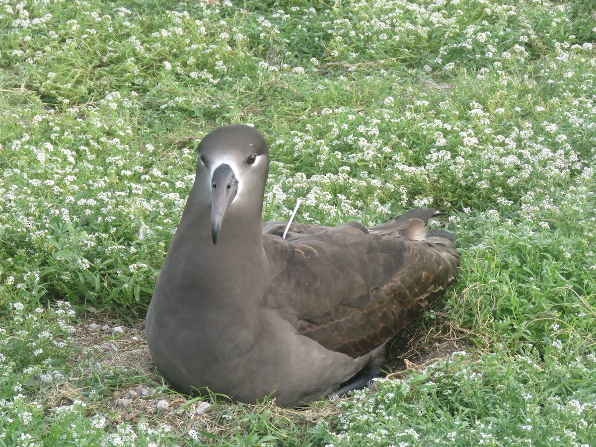 albatros černonohý - ML595049841