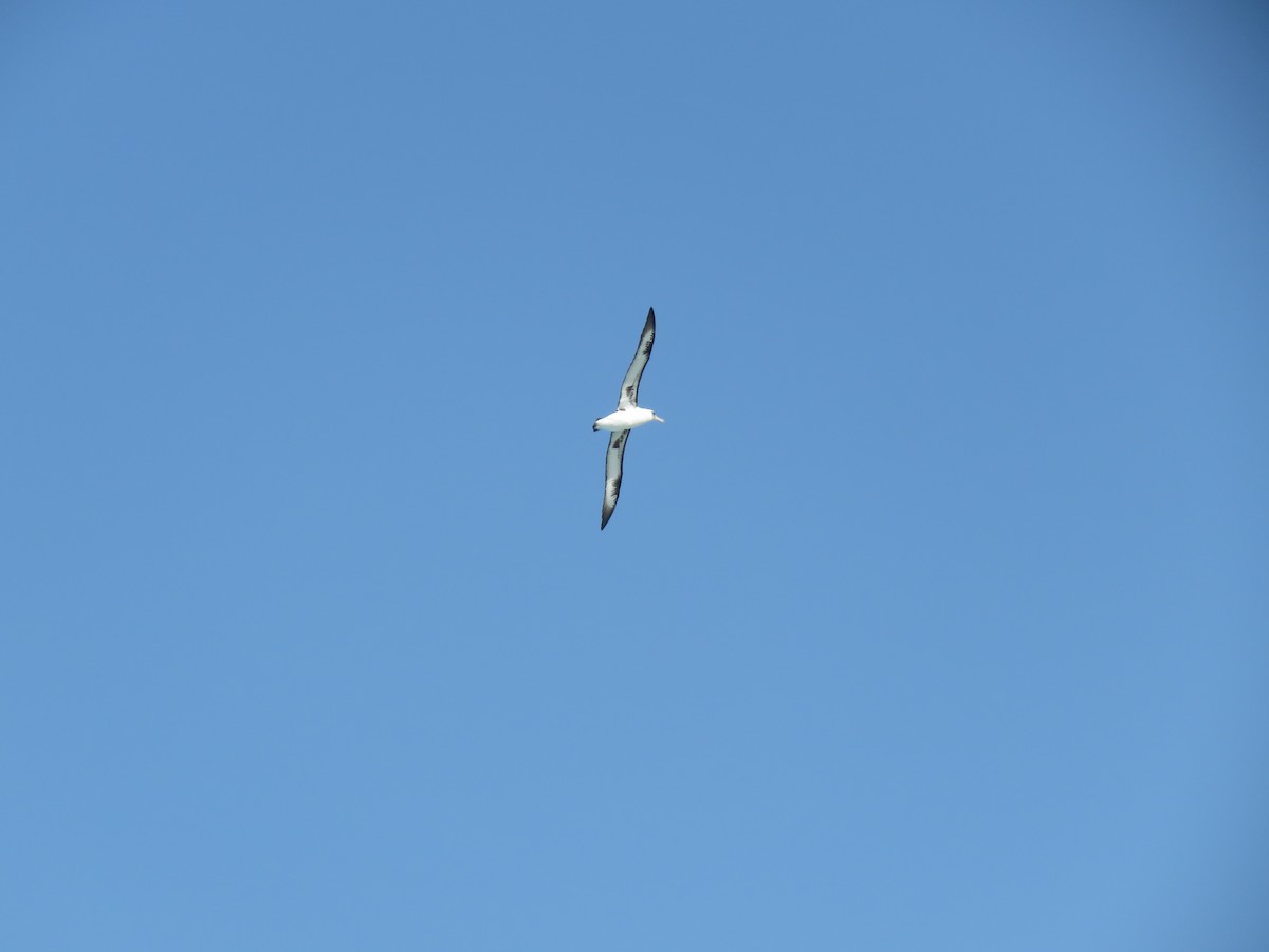 Albatros de Laysan - ML595050931