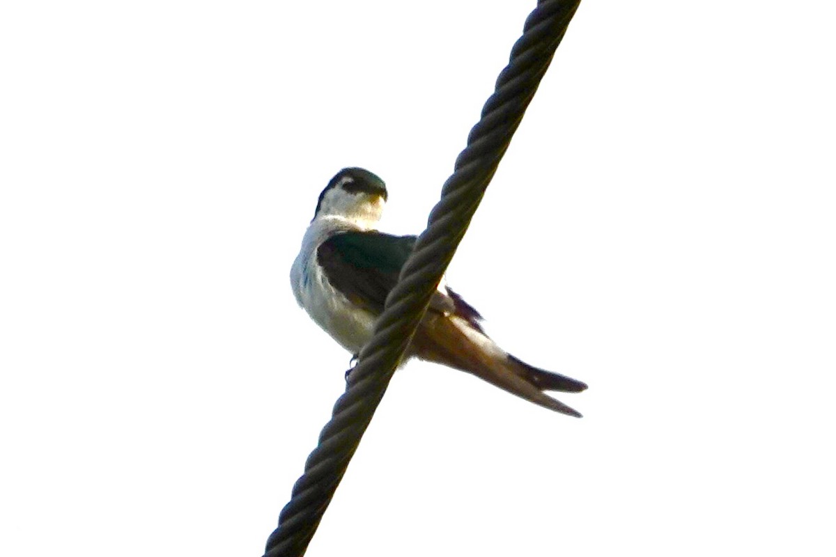 Violet-green Swallow - ML595055541