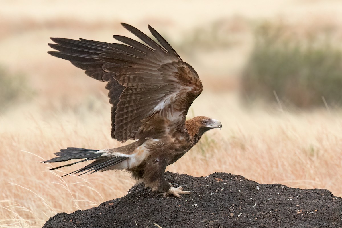Wedge-tailed Eagle - ML595058951