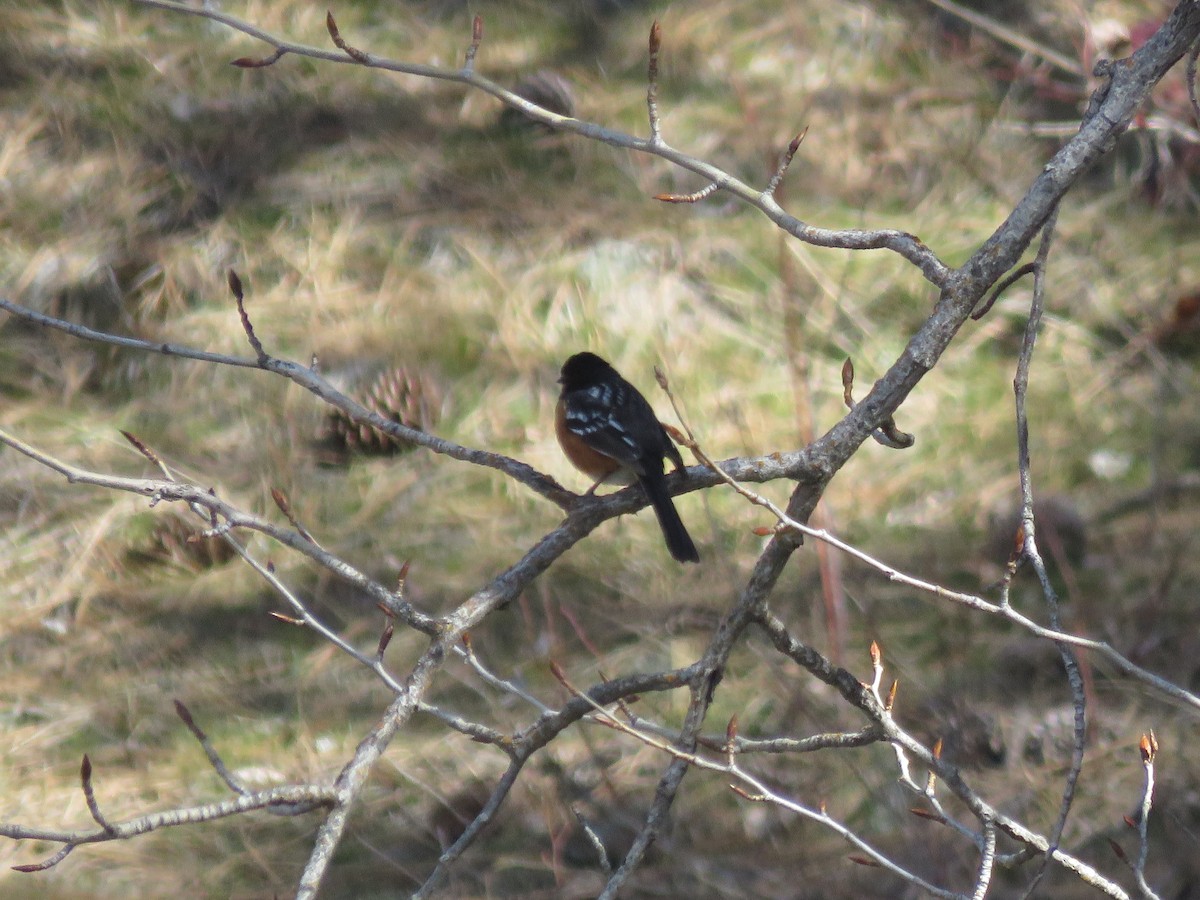 Spotted Towhee - ML595061061