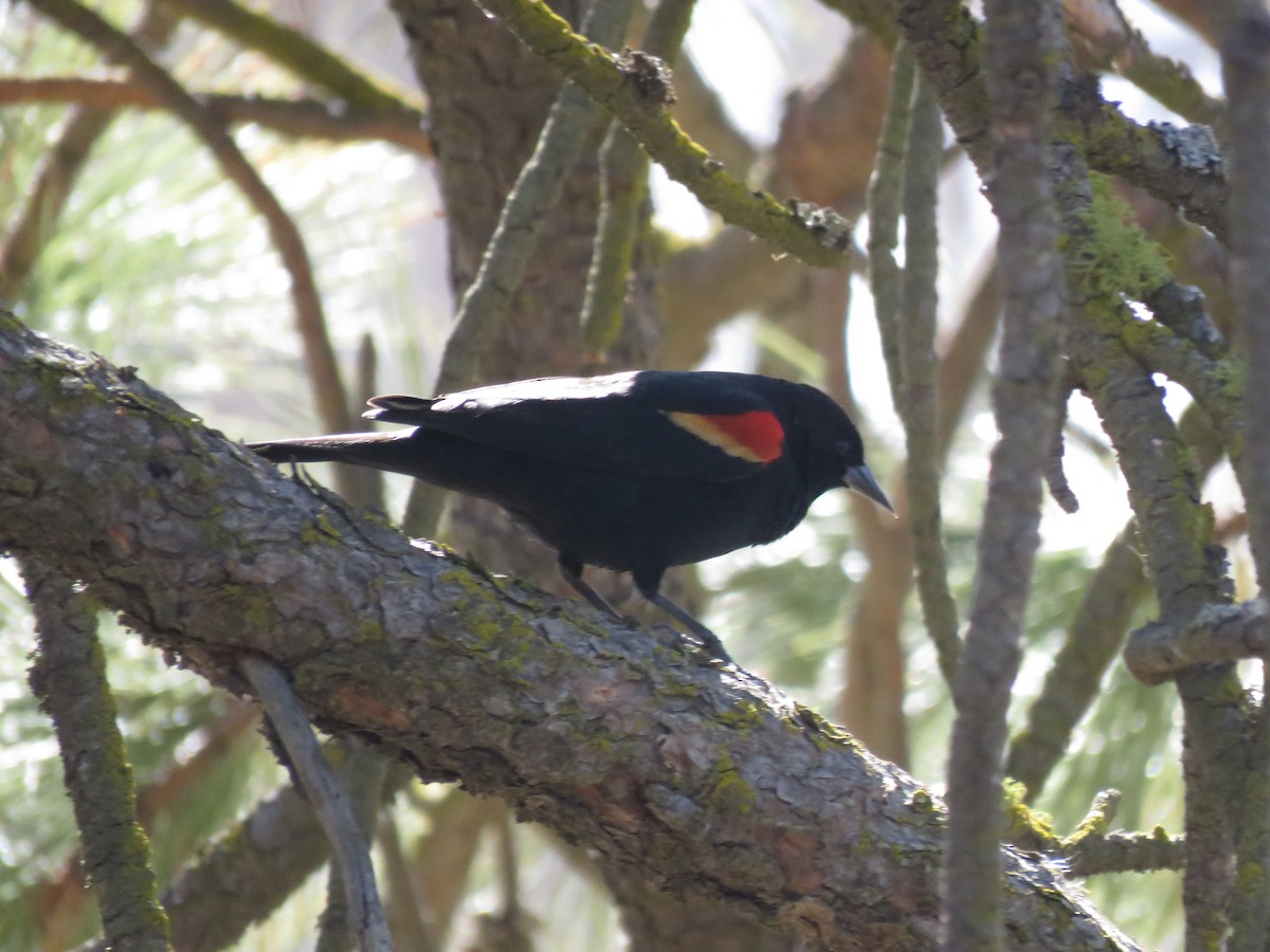 Red-winged Blackbird - ML595061071
