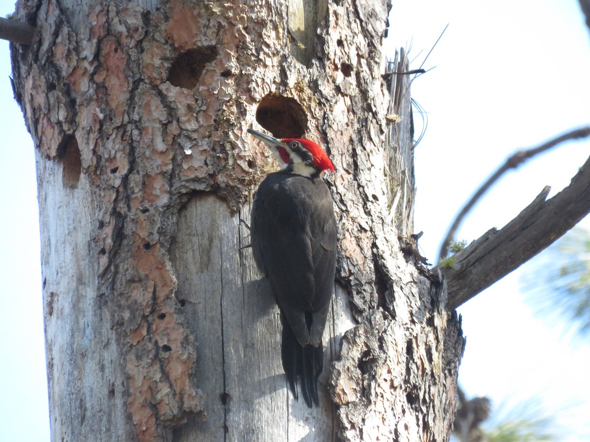 Pileated Woodpecker - ML595061361