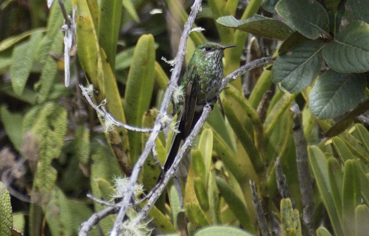 Yeşil Kuyruklu Kolibri - ML595064011