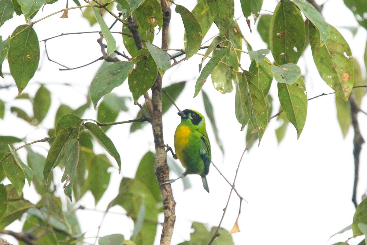 Green-and-gold Tanager - ML595064771