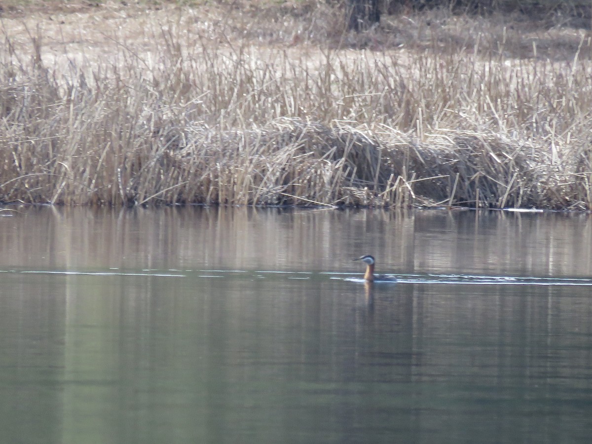 Red-necked Grebe - ML595065341
