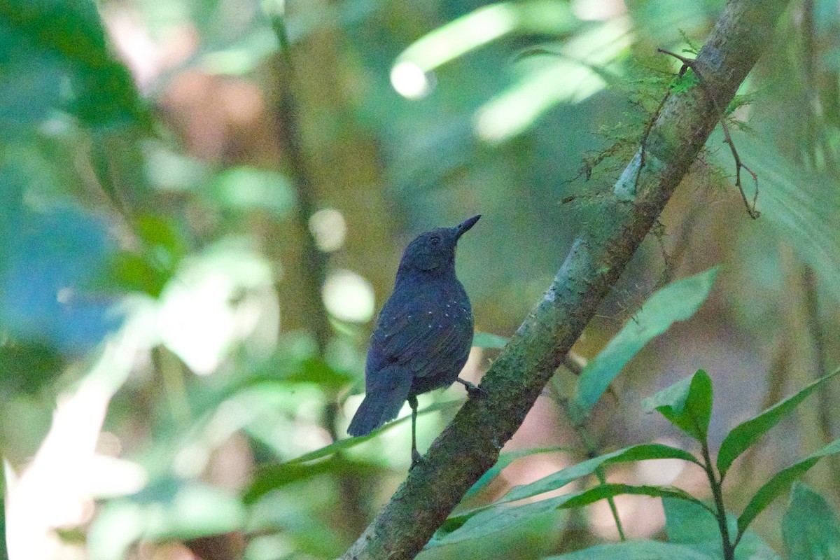 Slate-colored Antbird - Roger Shaw