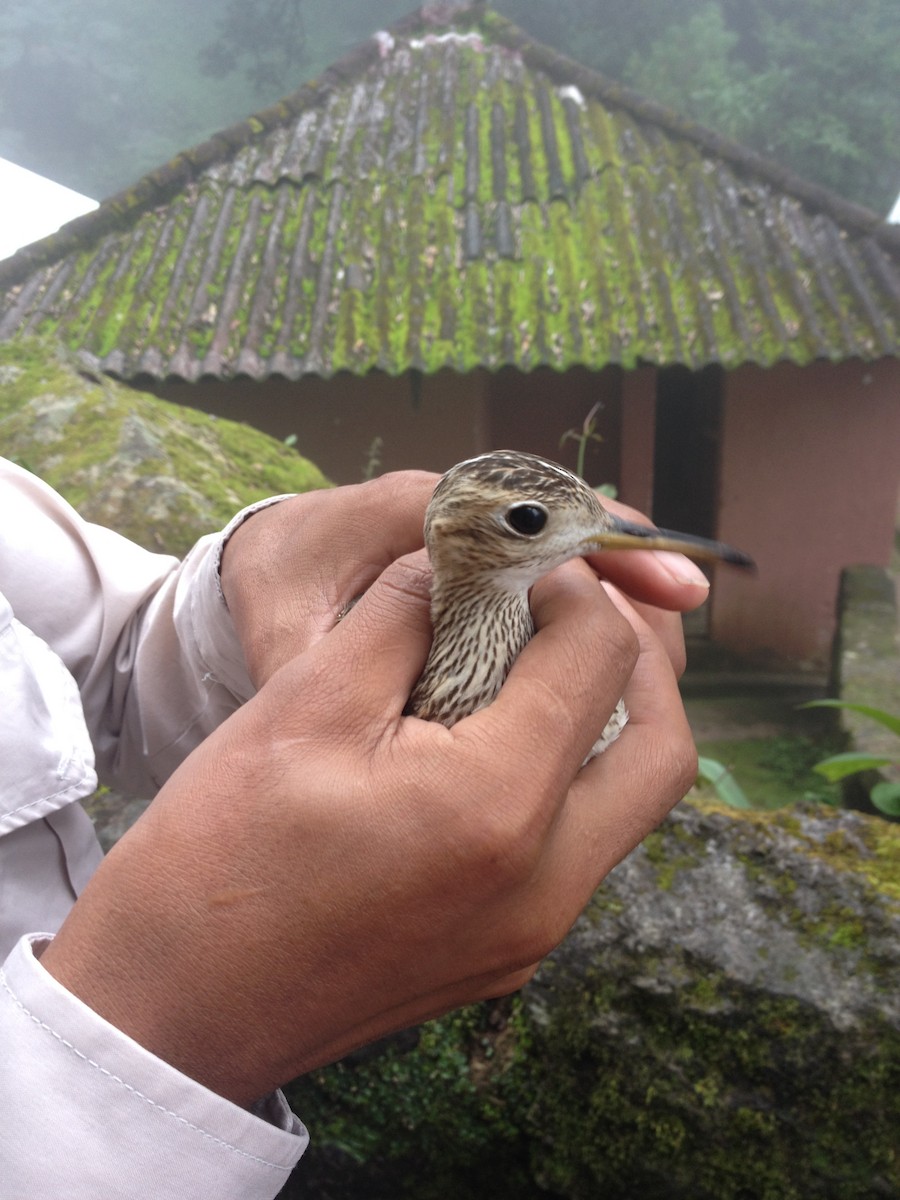 Upland Sandpiper - Pablo Chumil Birding Guatemala