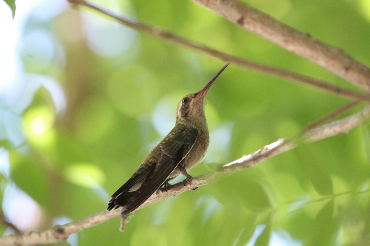 Broad-billed Hummingbird - ML595069121