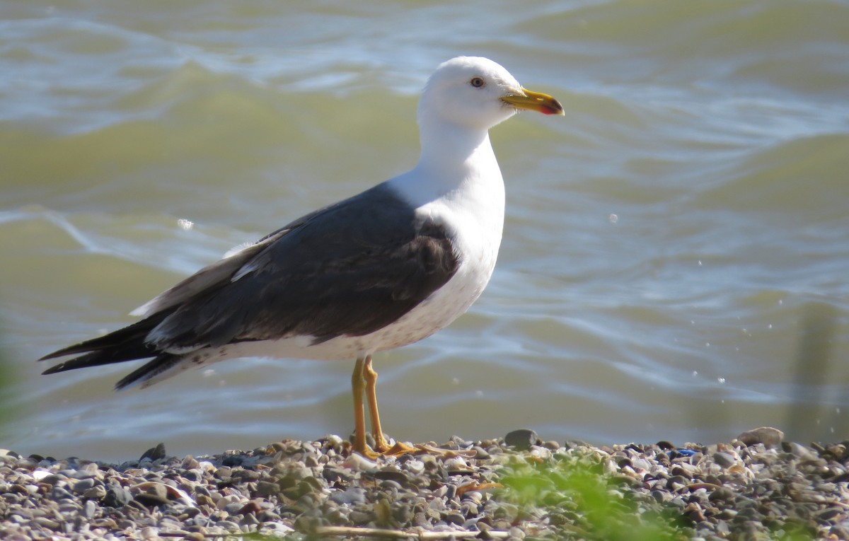 Lesser Black-backed Gull - ML59506971