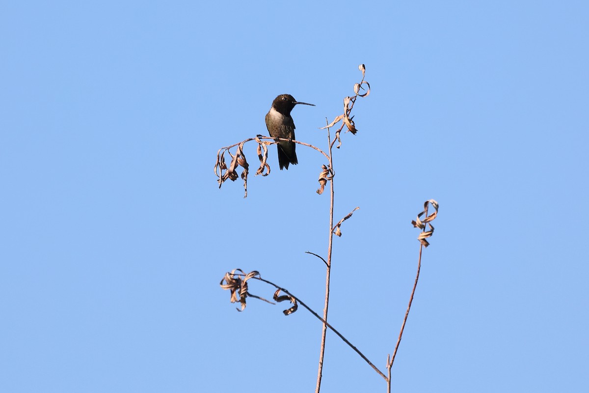 Black-chinned Hummingbird - ML595076671