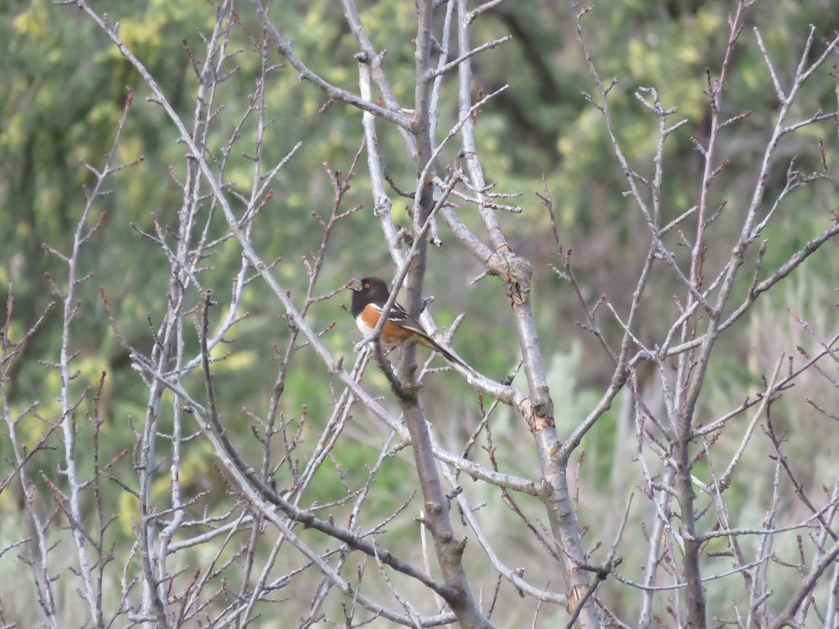 Spotted Towhee - ML595076921