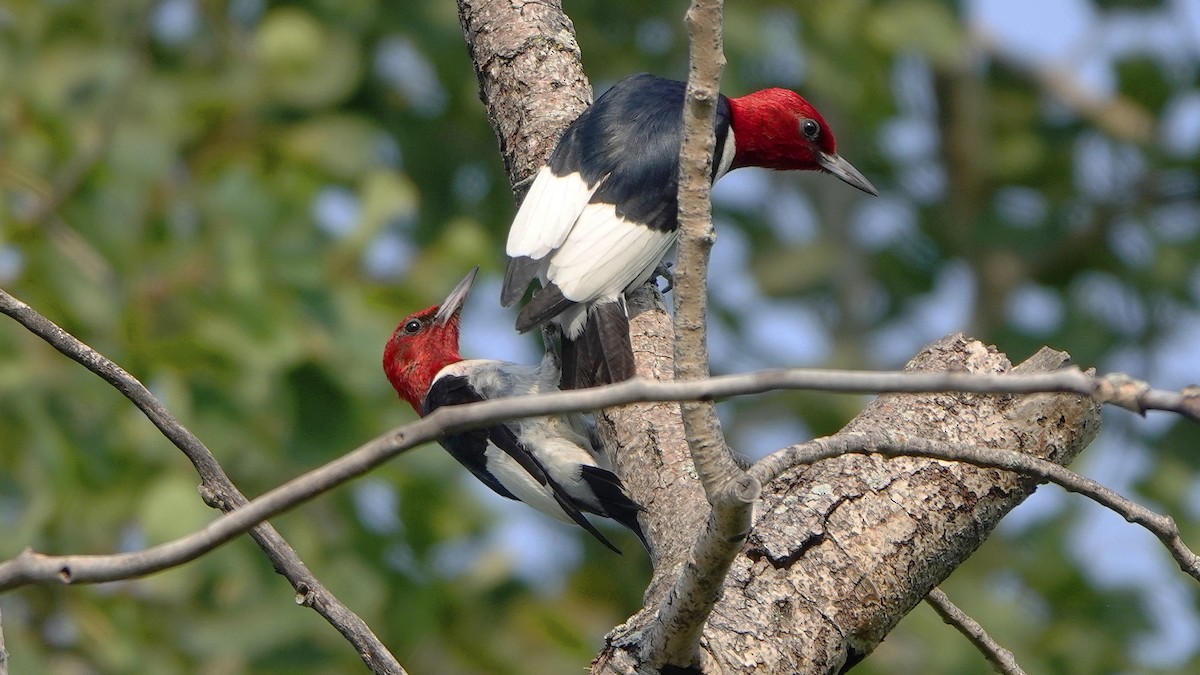Red-headed Woodpecker - Gerry Teal