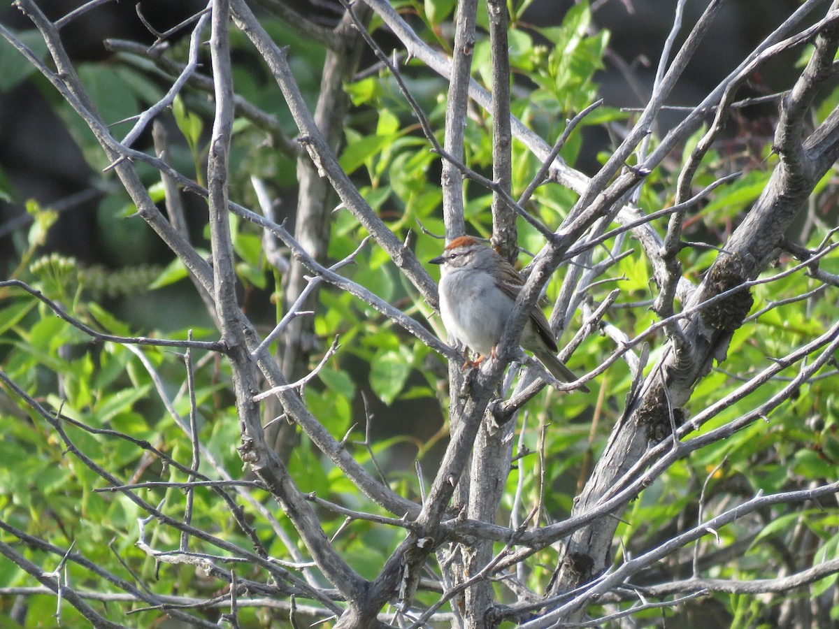 Chipping Sparrow - ML595085721