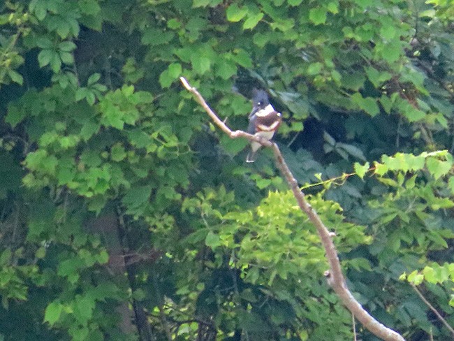 Belted Kingfisher - ML595086571