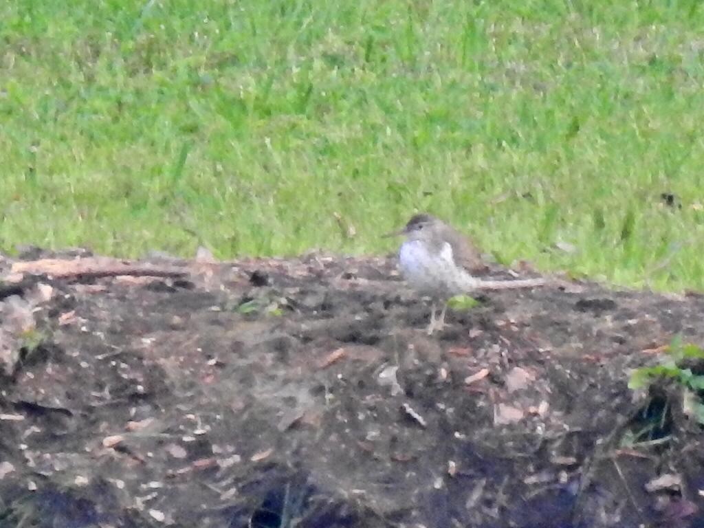 Virginia eBird Checklist 17 Jul 2023 Lake Vista Forest, Bedford