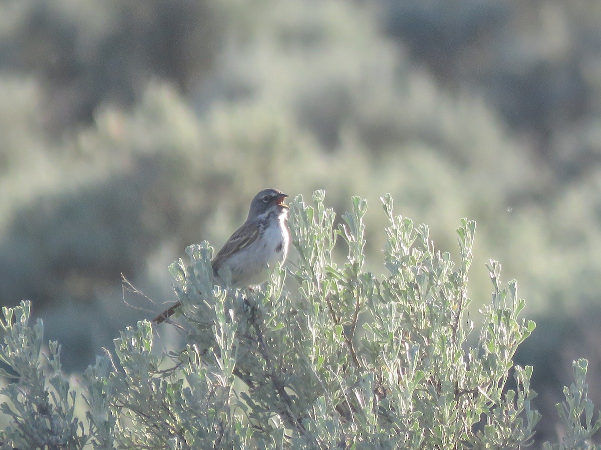 Sagebrush Sparrow - ML595093551