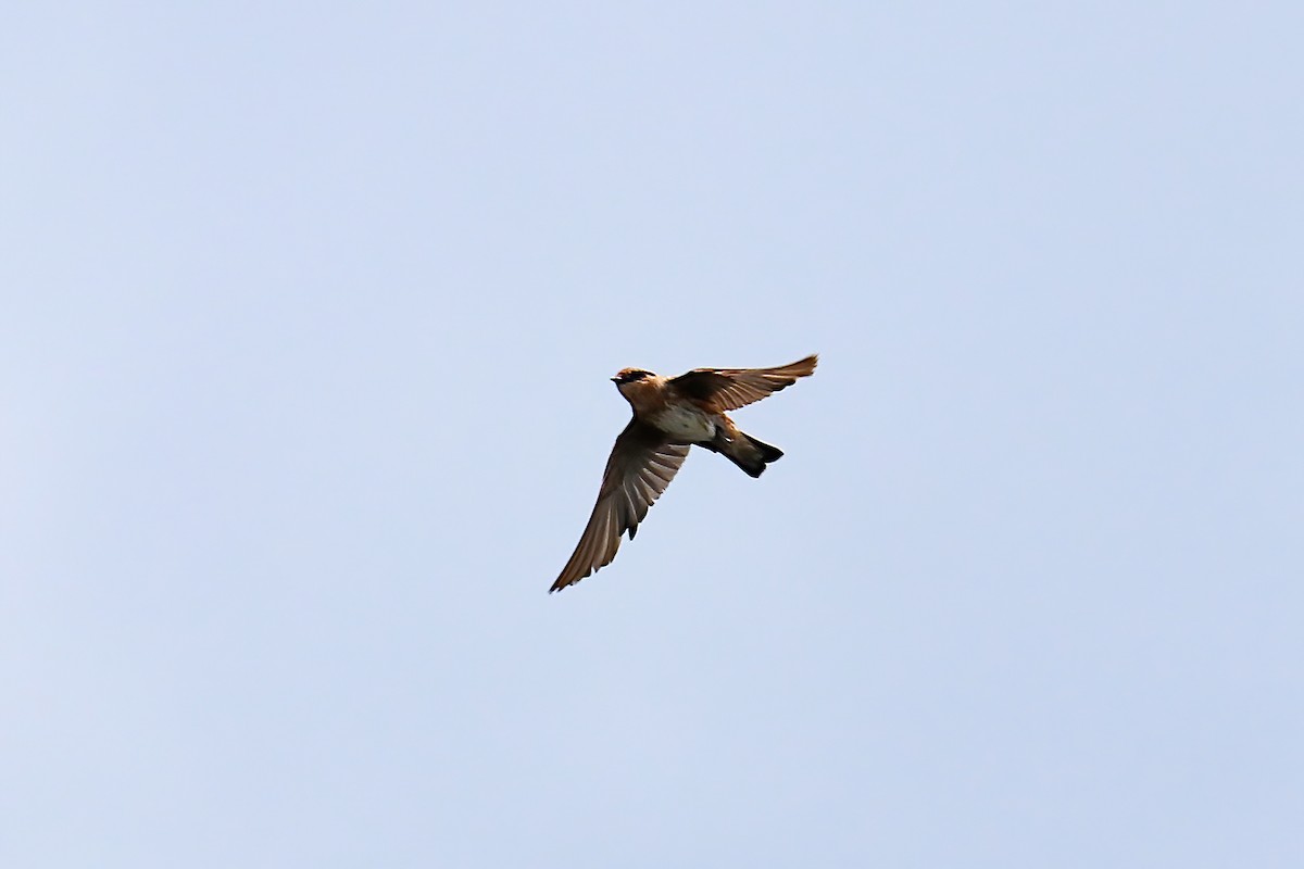 Cave Swallow (Caribbean) - ML595096021