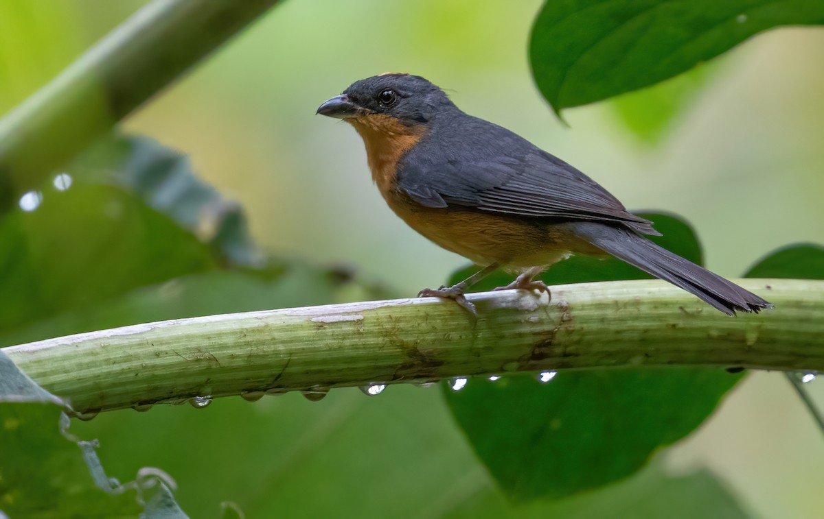 Rufous-crested Tanager - ML595096871
