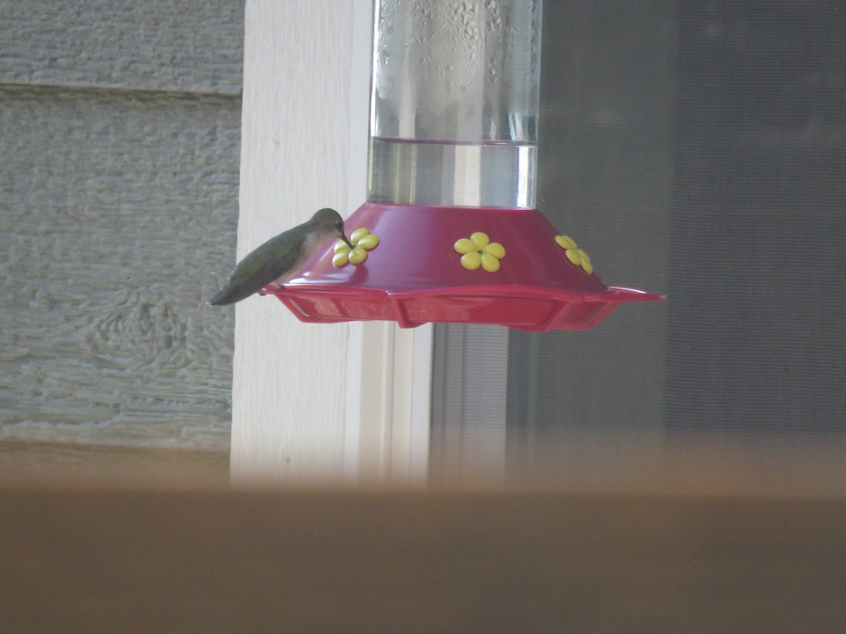 Black-chinned Hummingbird - ML595098391