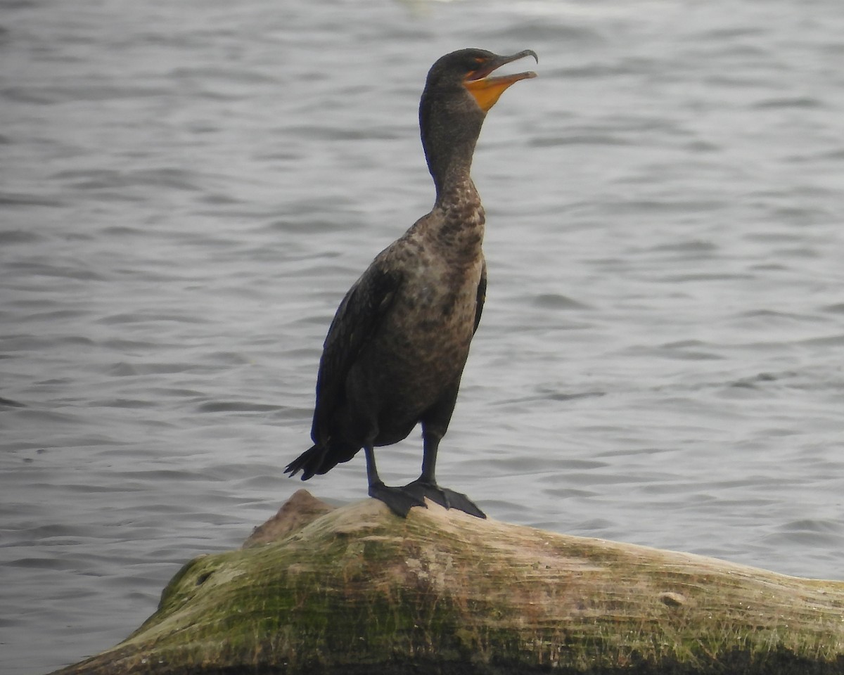 Double-crested Cormorant - Andy Ingebritson