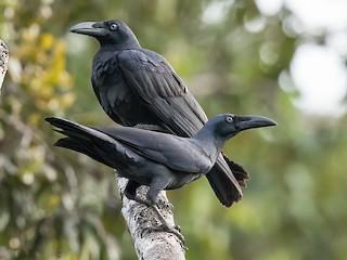  - Long-billed Crow