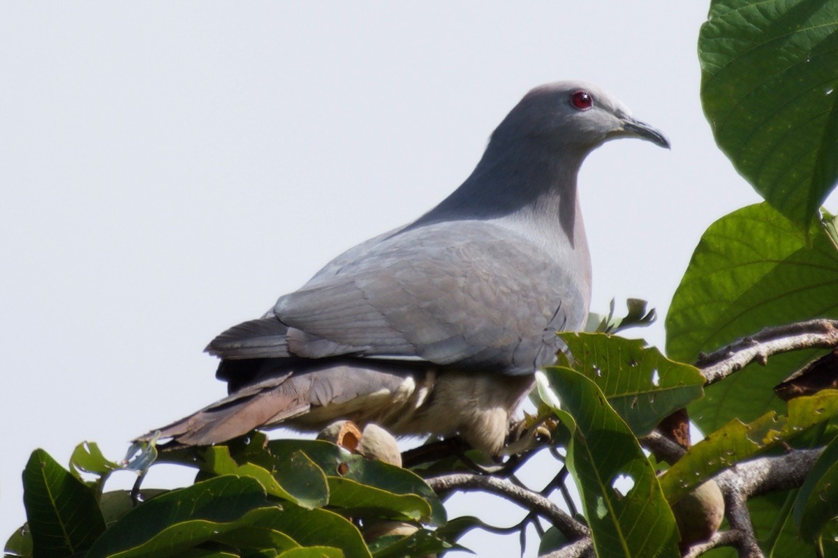 Peale's Imperial-Pigeon - ML595100441