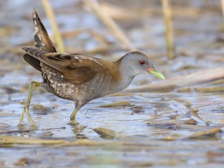  - Little Crake