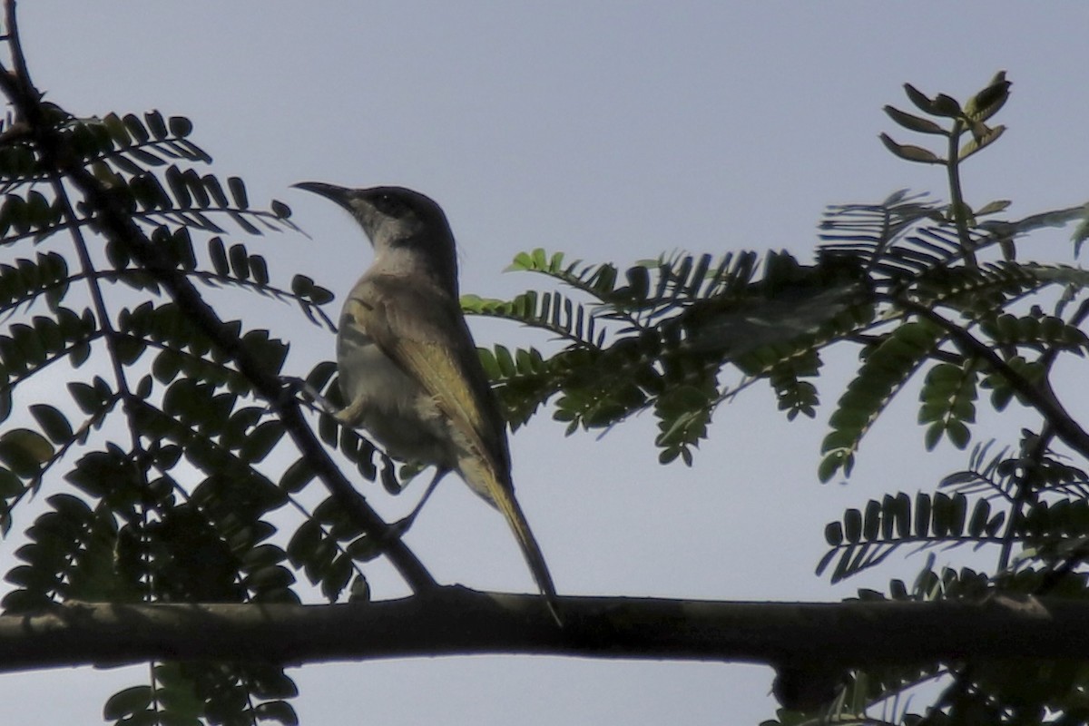 Timor Friarbird - Ross Brown