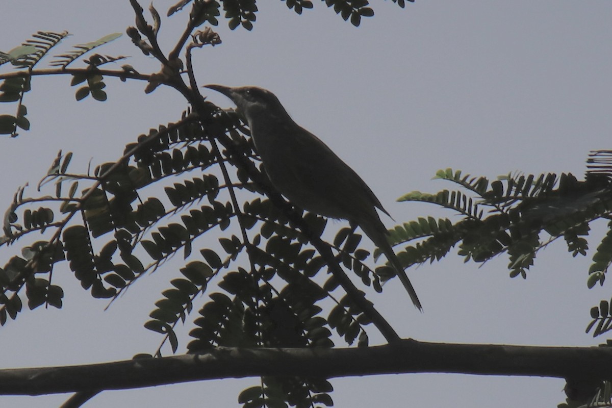 Timor Friarbird - ML595105551