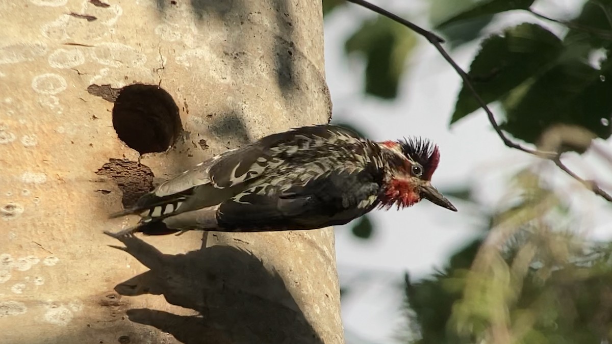 Red-naped x Red-breasted Sapsucker (hybrid) - ML595114431