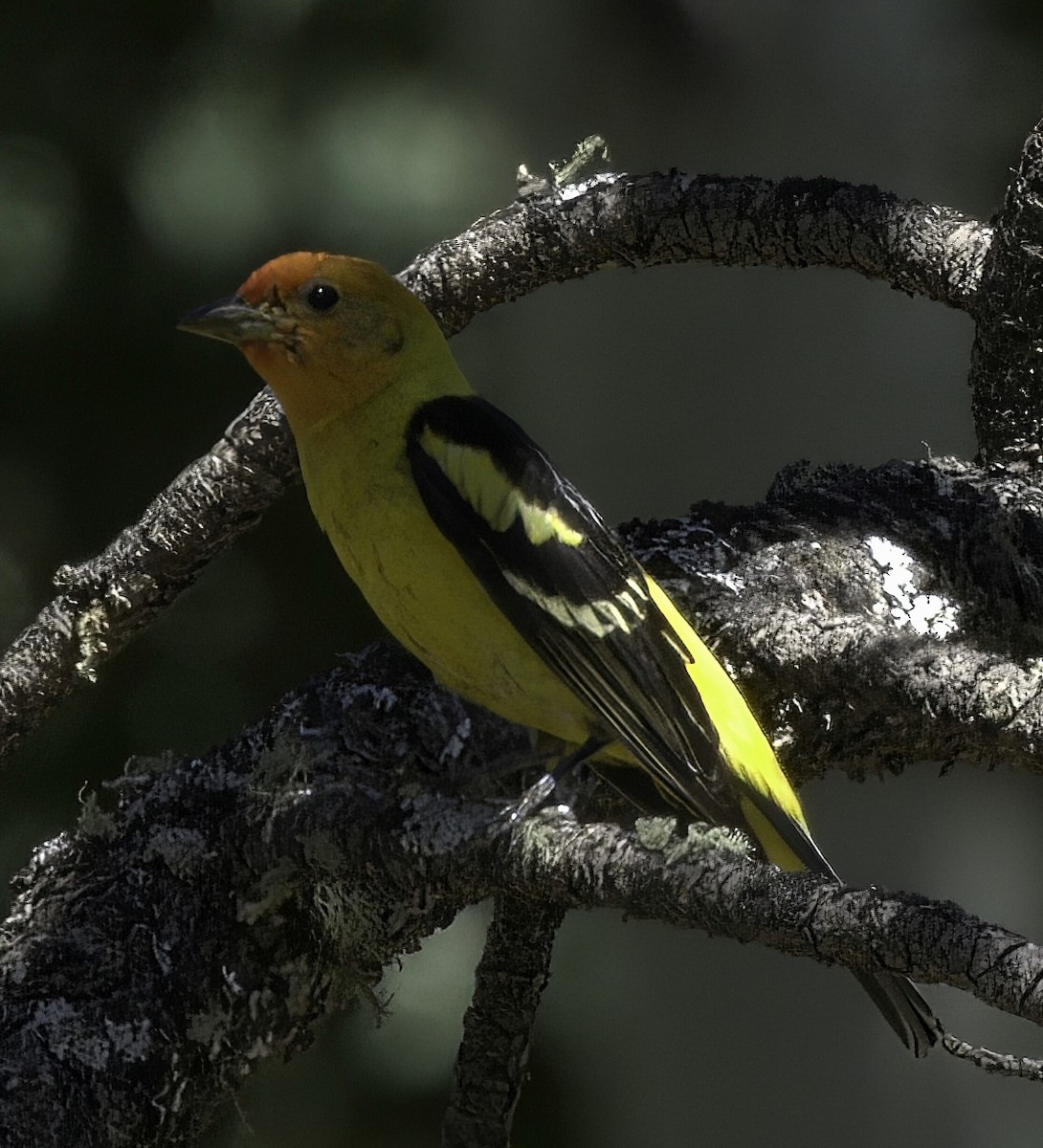 Western Tanager - ML595116191