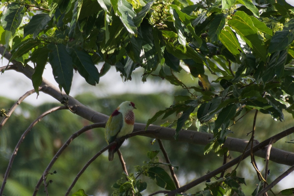 Many-colored Fruit-Dove - ML595116791
