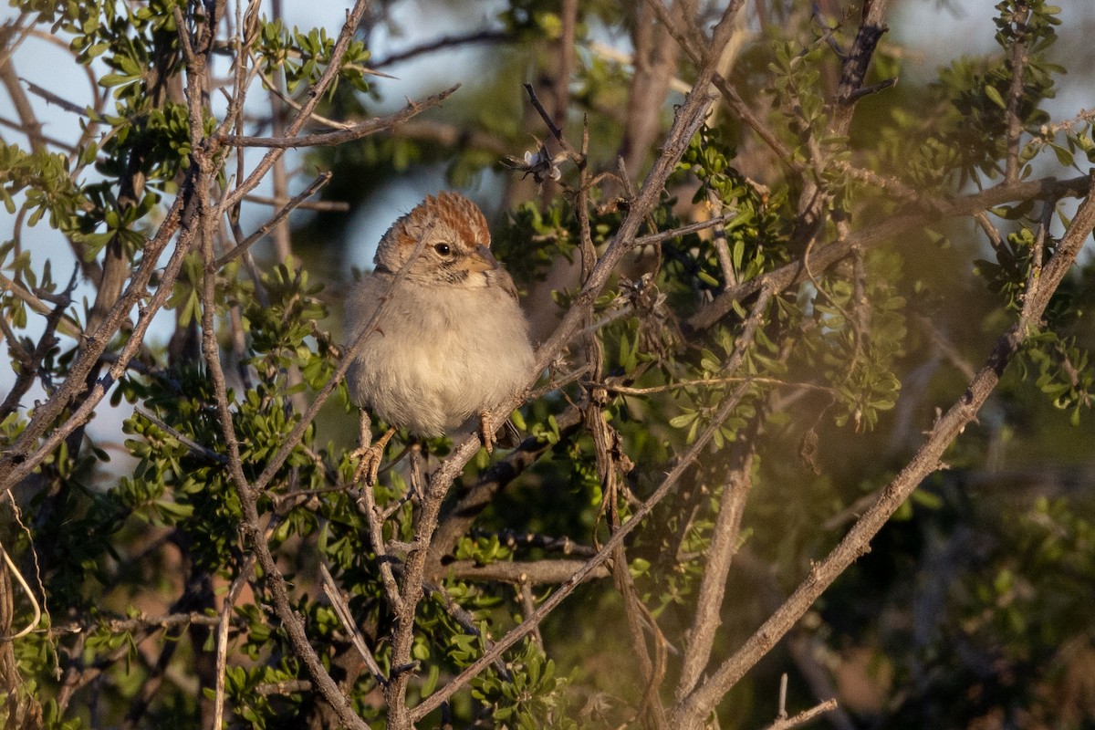 Rufous-winged Sparrow - ML595118851