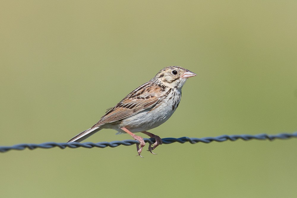 Baird's Sparrow - ML595120681