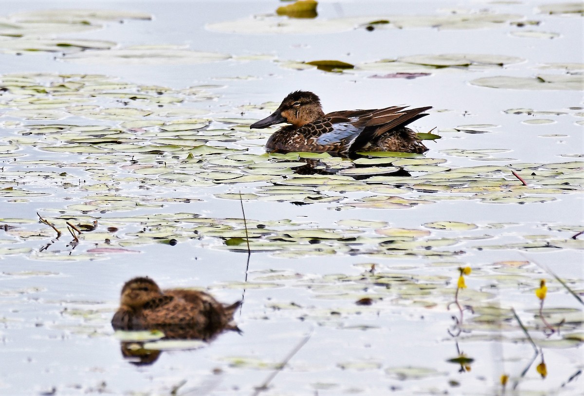 Blue-winged Teal - ML595125361