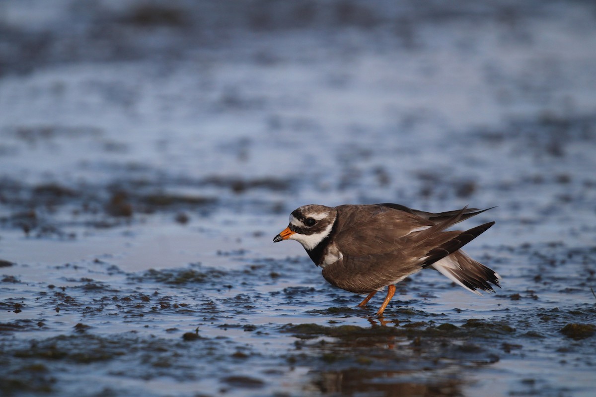 Common Ringed Plover - ML595132831