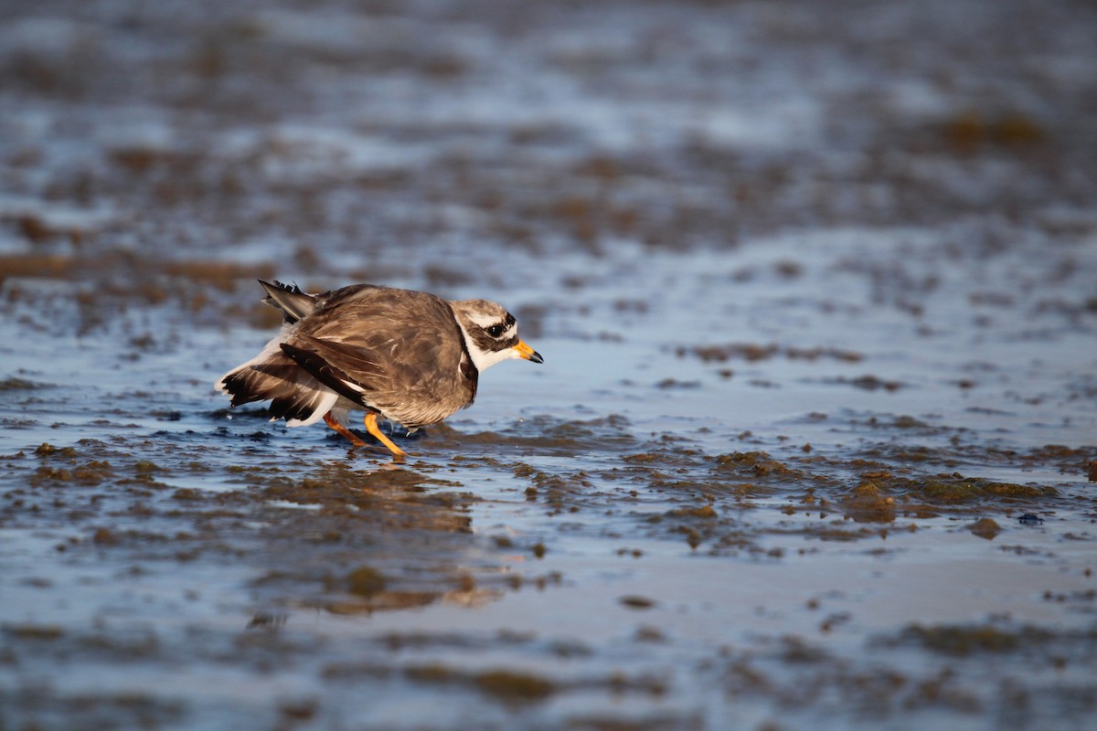Common Ringed Plover - ML595132841