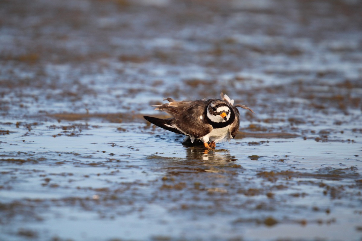 Common Ringed Plover - ML595132851