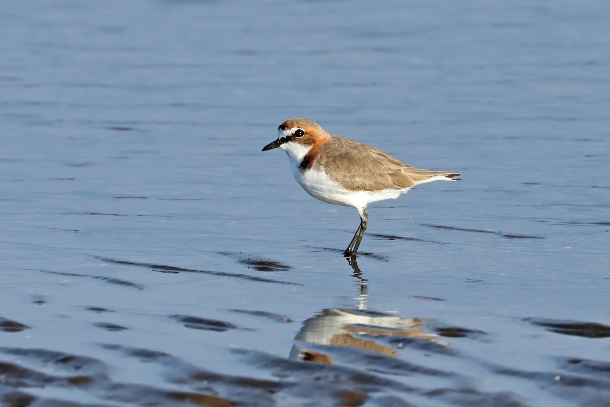 Red-capped Plover - ML595136521