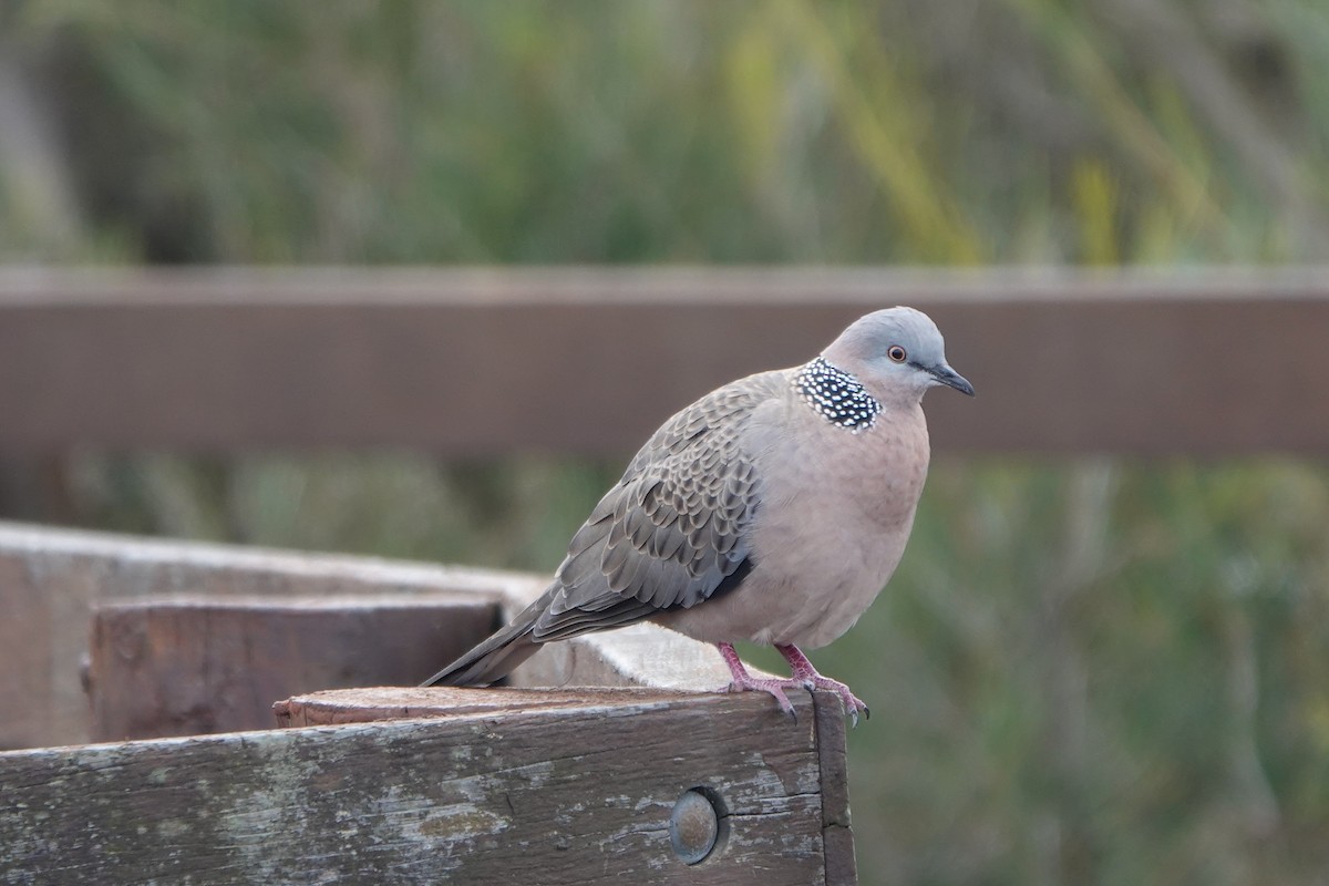 Spotted Dove - ML595139051