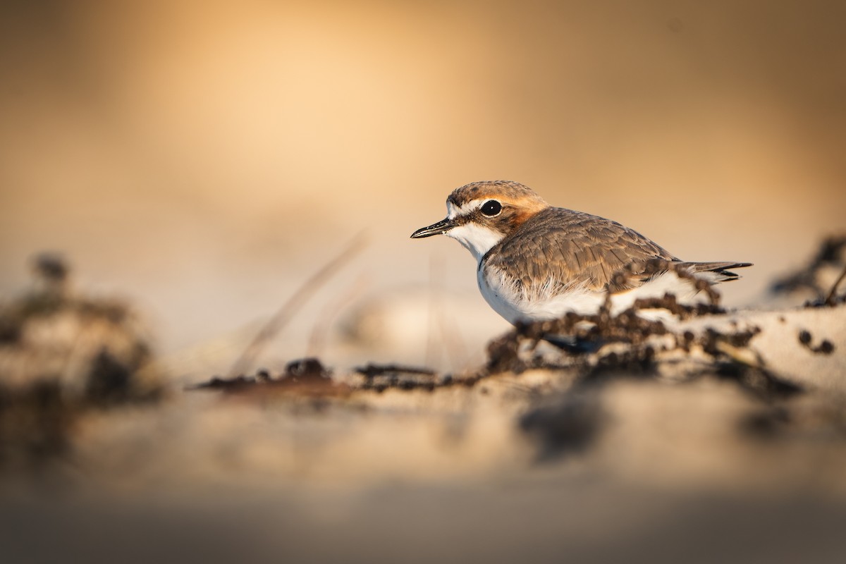 Red-capped Plover - ML595141931